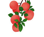 苹果插画素材