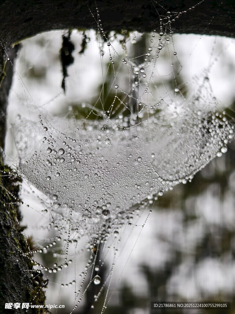 晶莹蛛网挂于枝头
