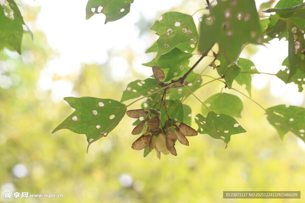 枫树种子