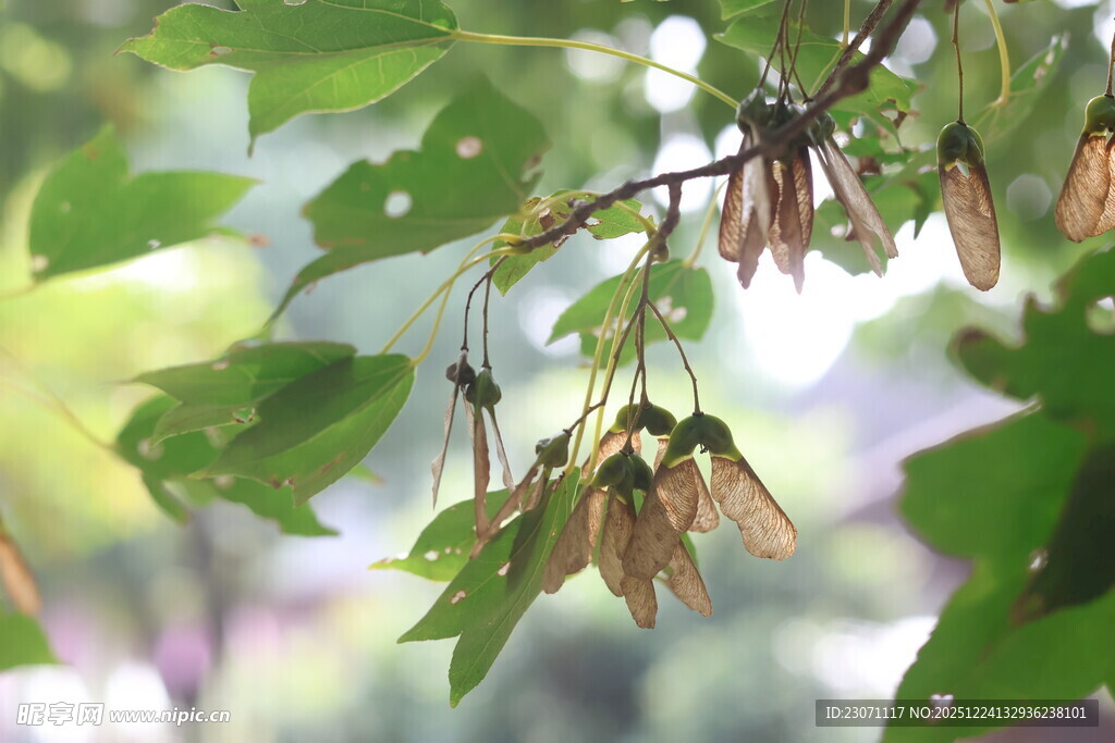 枫树种子