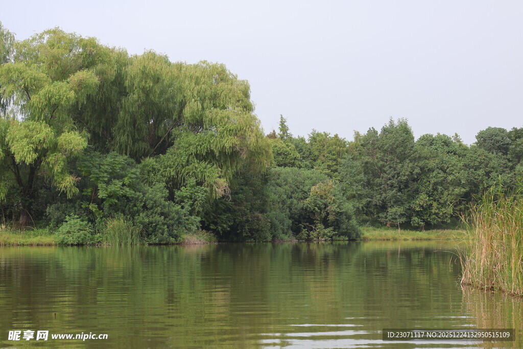 湖畔绿树成荫的宁静风光