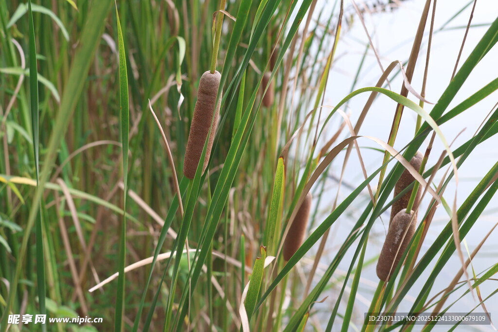 水边摇曳的香蒲