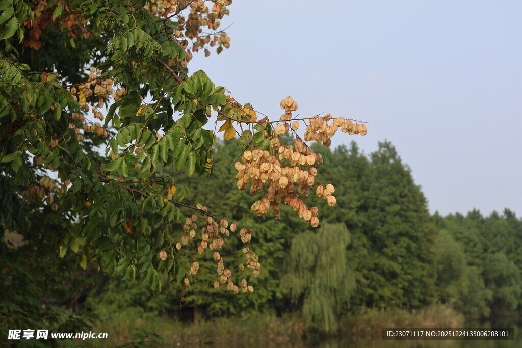 湖畔绿树栾树
