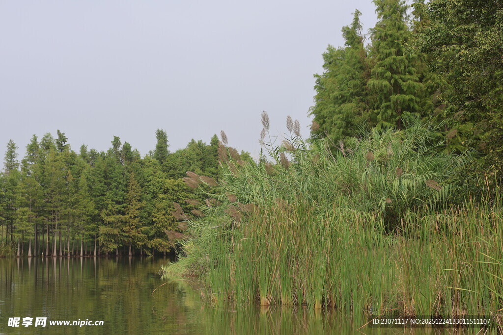 湖畔芦苇与树林自然风光