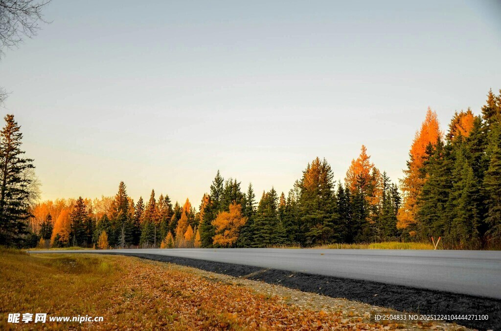 秋日林间公路美景