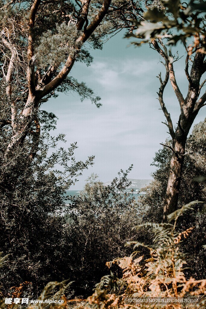 林间湖畔自然景致