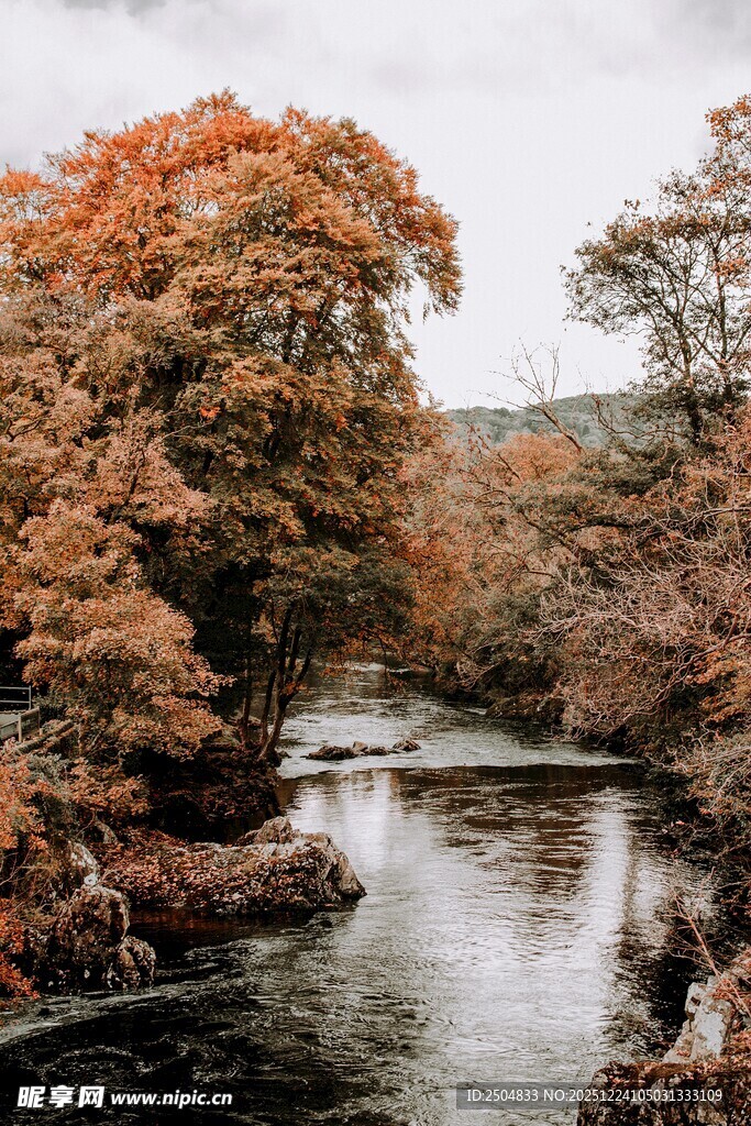 秋日溪边绚烂树林美景
