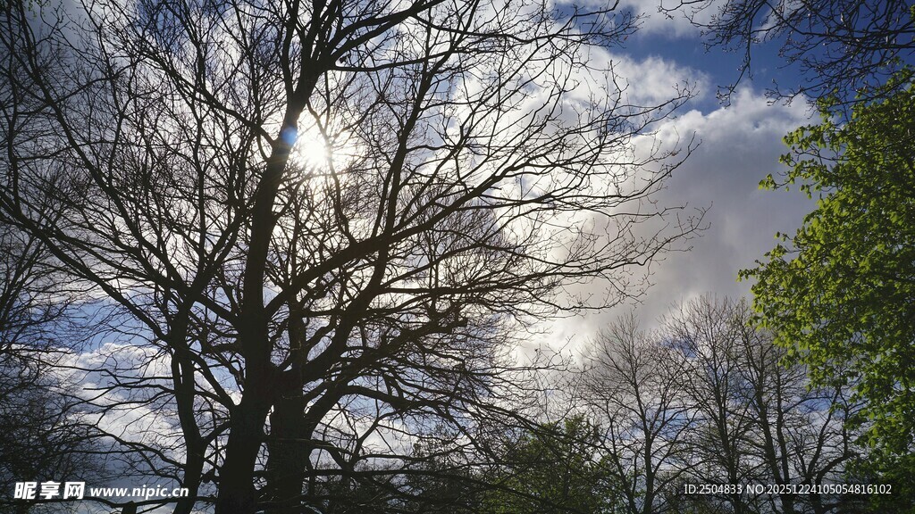 阳光下的树木与蓝天