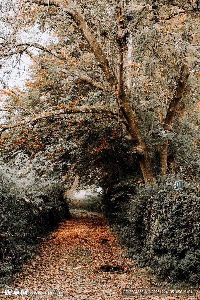 林间幽径 秋意盎然的自然景
