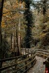 秋日林间木栈道漫步景致