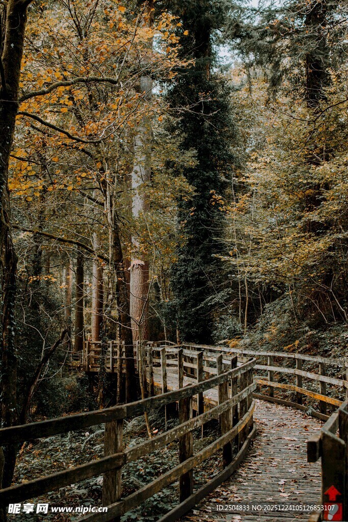 秋日林间木栈道漫步景致