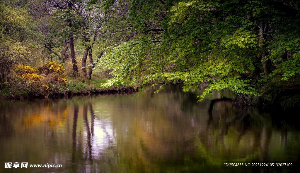 静谧森林中的清幽溪流