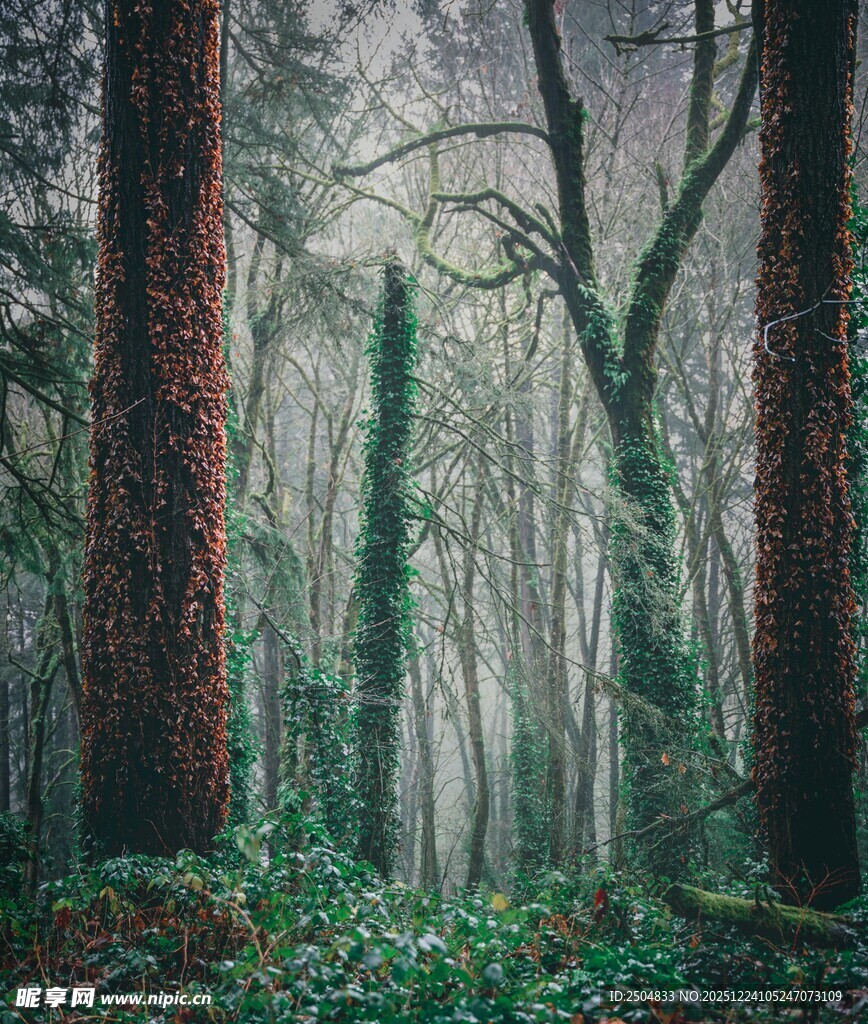 迷雾笼罩的静谧森林