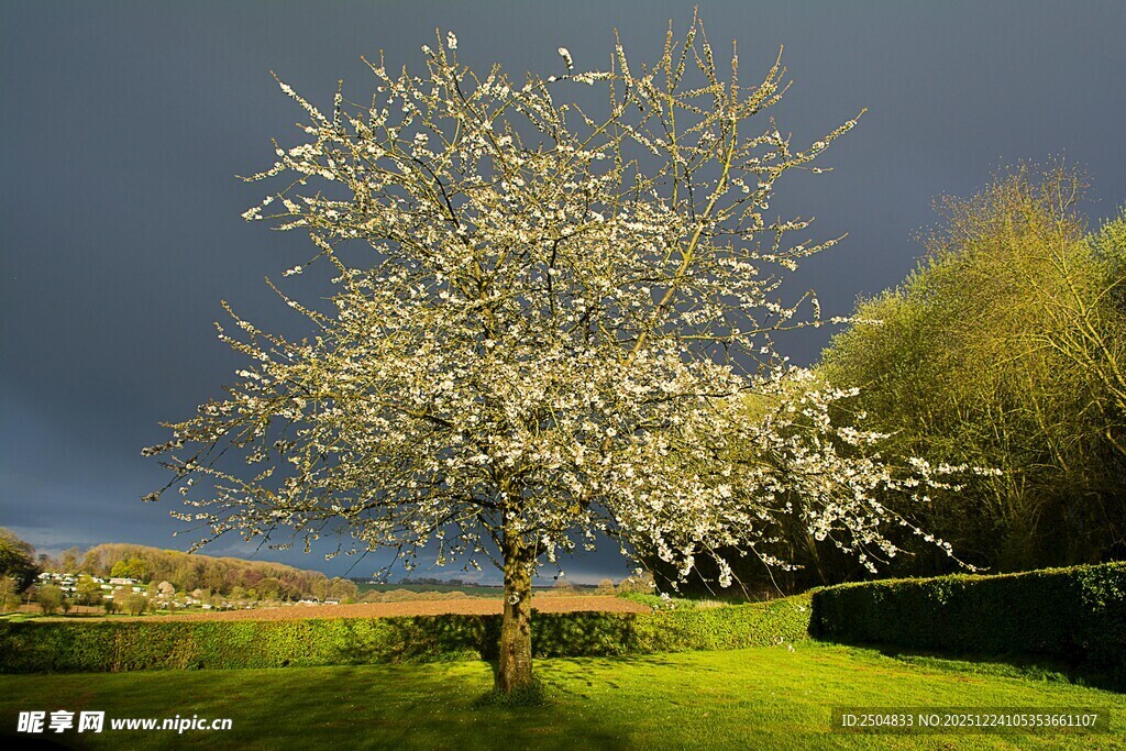 春日繁花树 绿草蓝天景