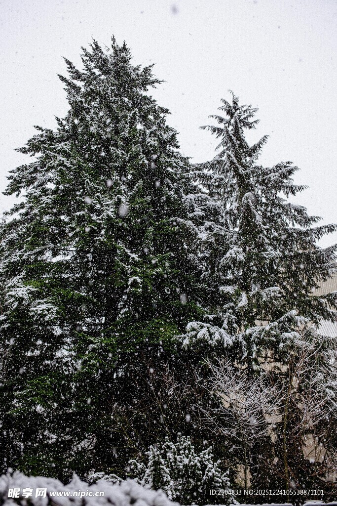雪覆松树美景
