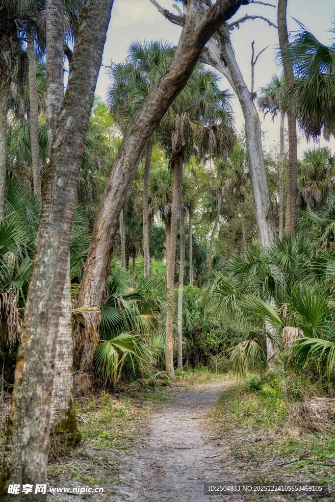 林间小径 漫步自然之境