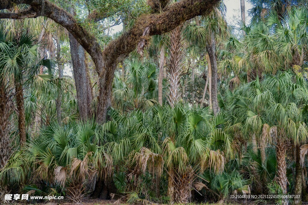 茂密丛林中的古老大树