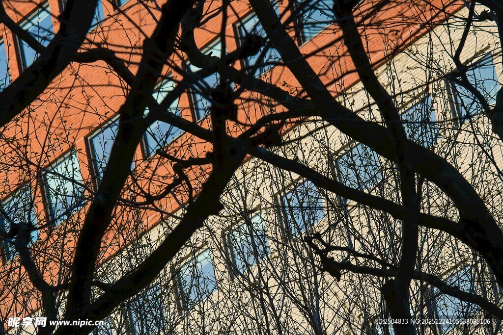 冬日树枝与建筑屋顶景观