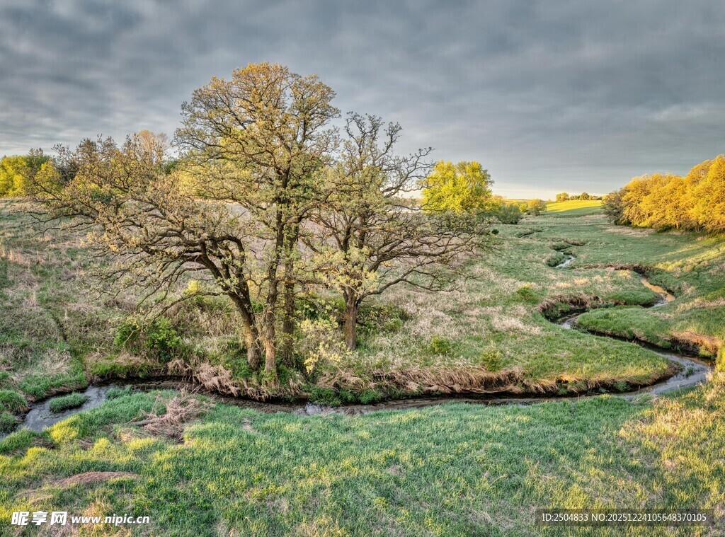 秋日原野中的孤树美景