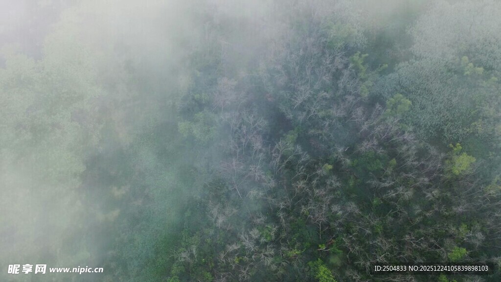 迷雾笼罩的绿色景致