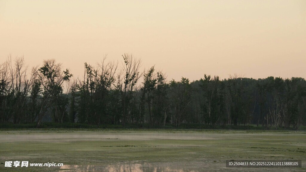 黄昏下的静谧草地树林