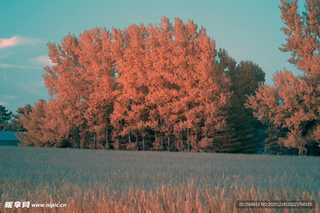 秋日田野旁的绚烂树林