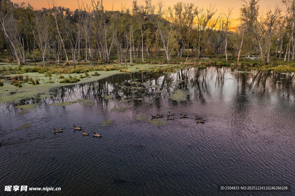 黄昏下静谧的湖边树林景色