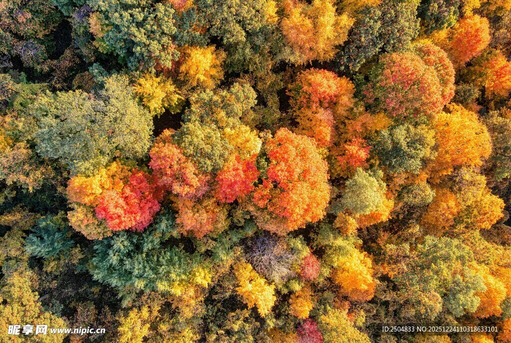 秋日斑斓树林俯瞰美景