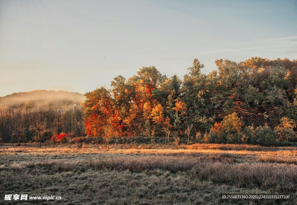 秋日田野边的绚烂树林