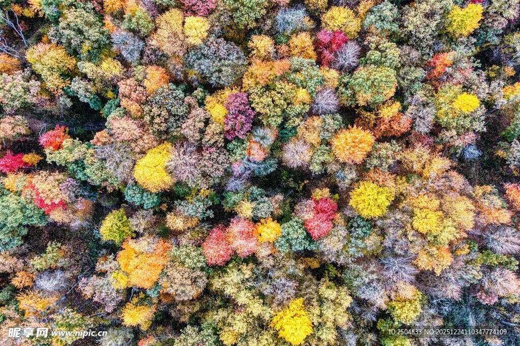 多彩多肉植物大集合