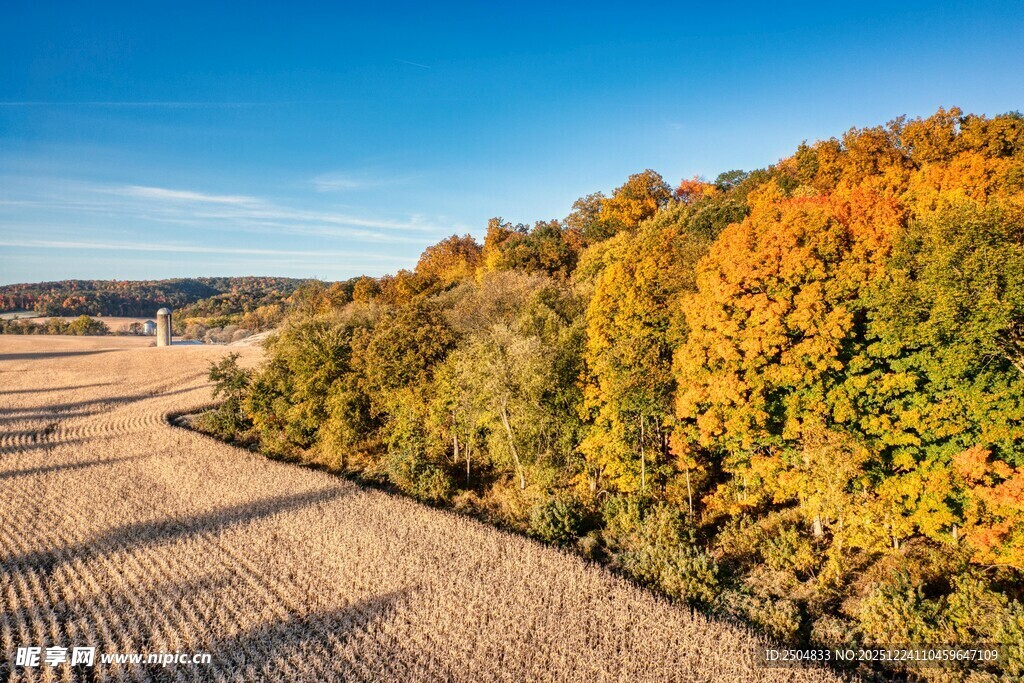 秋日田野旁的多彩树林