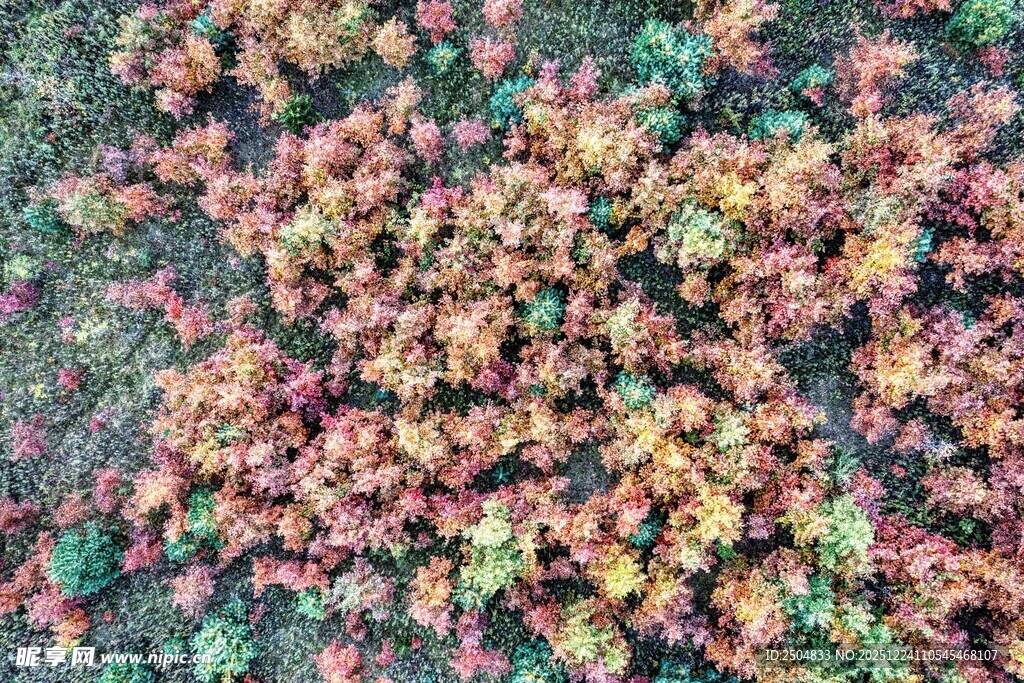 多彩植物叶片特写