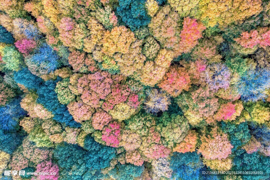 秋日多彩森林俯瞰图