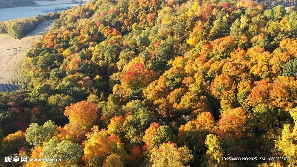 秋日斑斓树林俯瞰美景