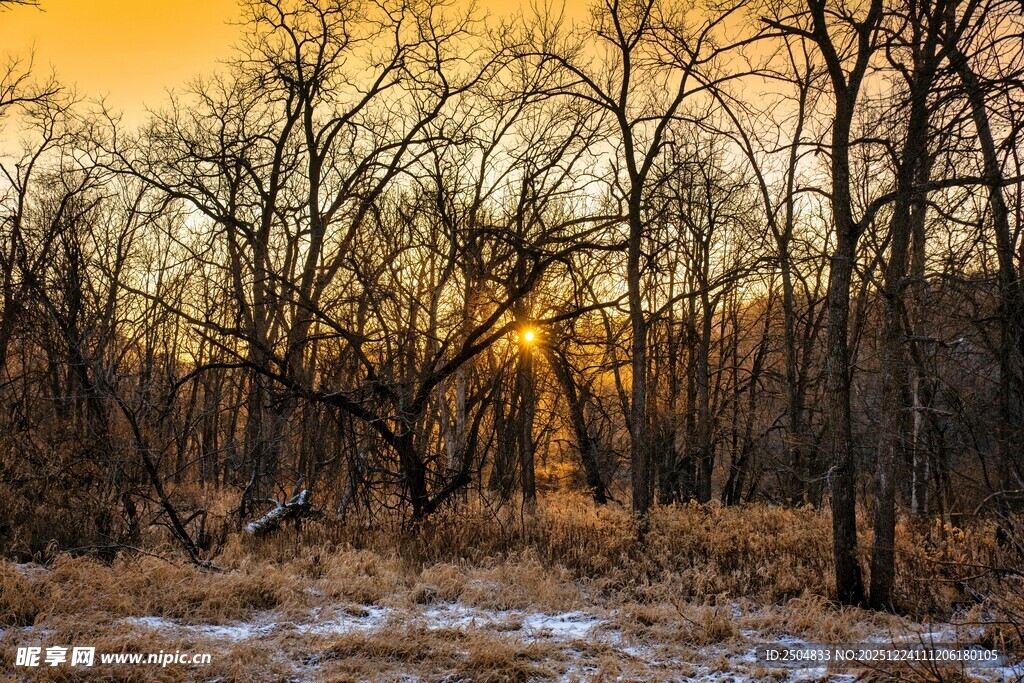 冬日黄昏下的萧瑟树林