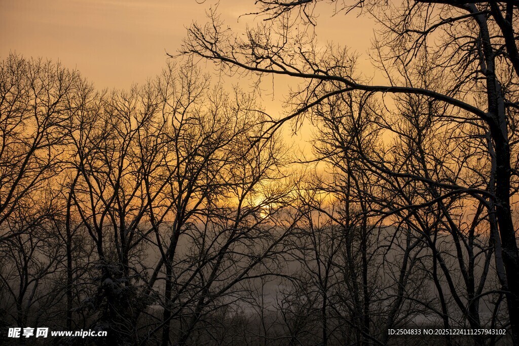 黄昏下的枯树林景