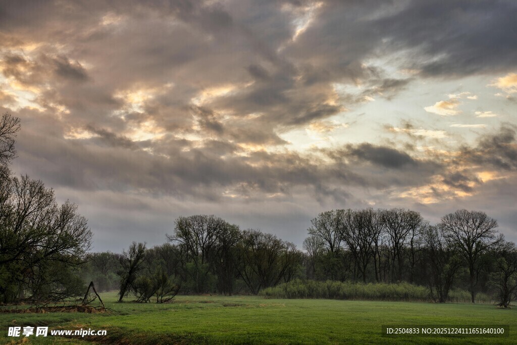 黄昏下的草地与树木景观