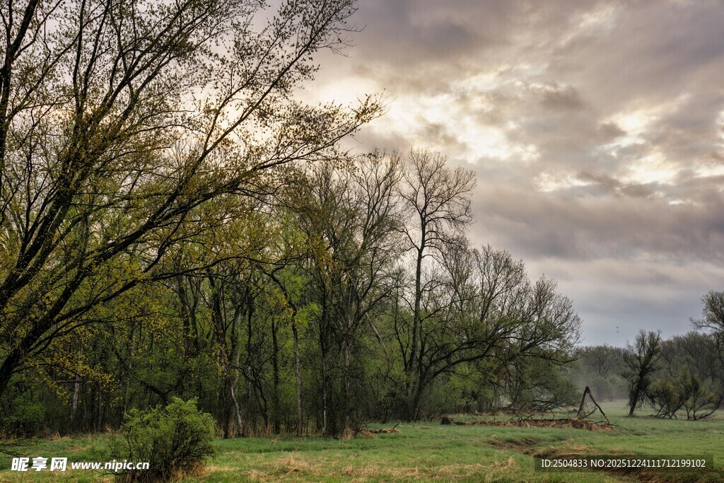 黄昏下的树林与开阔草地