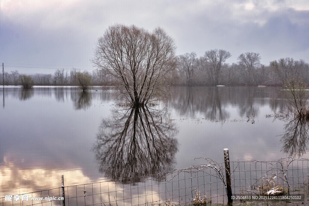水畔孤树 静谧自然之景
