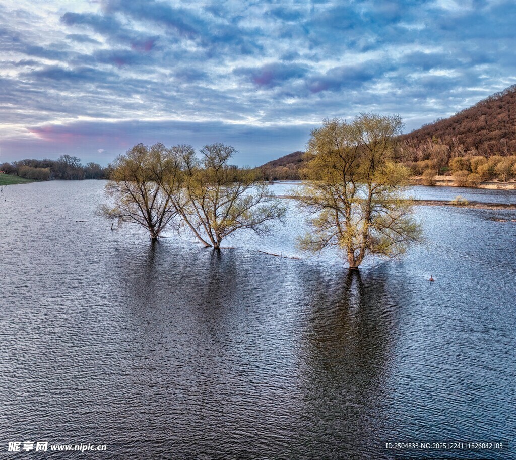 水中孤树的静谧湖景