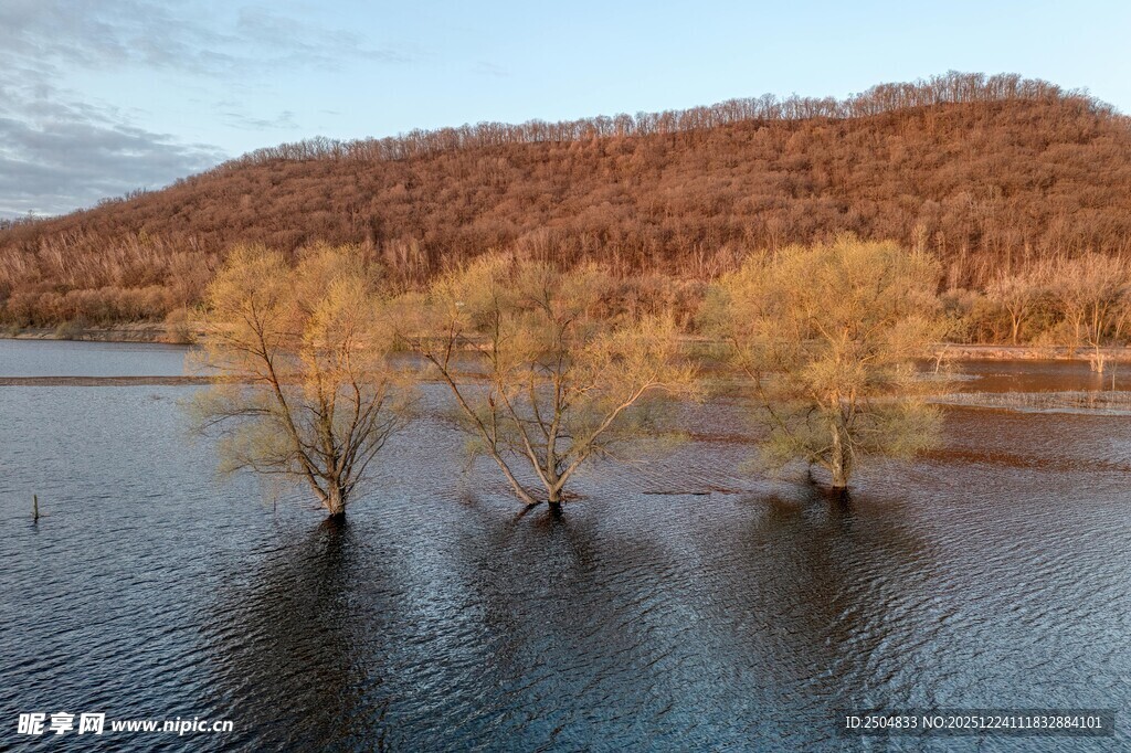 秋日水中孤树风景