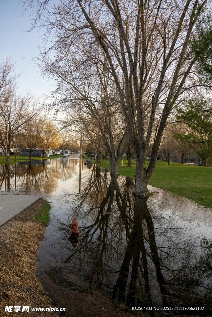水浸树木的公园景象