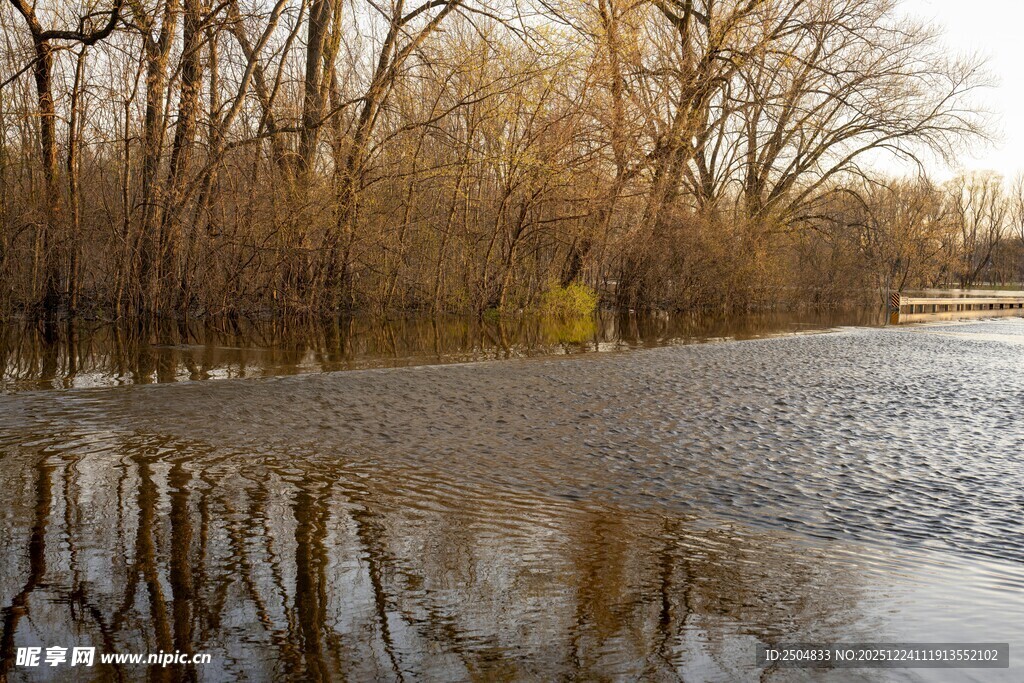 洪水淹没树林的景象