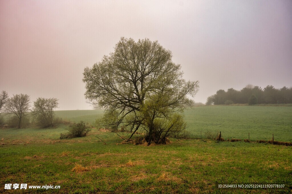 雾中孤树 田园静谧之景