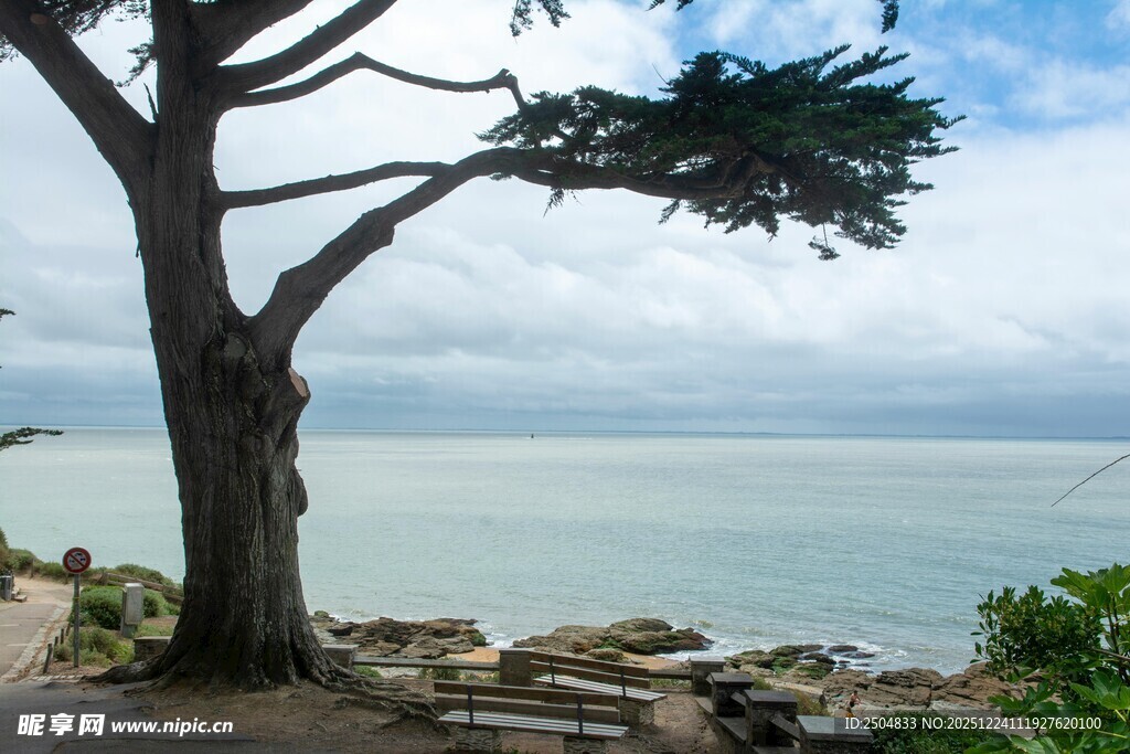 海边孤树风景