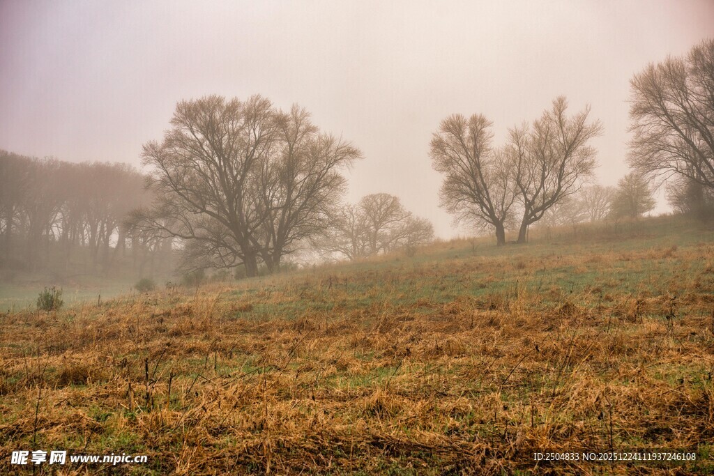 雾中草地与树木景观