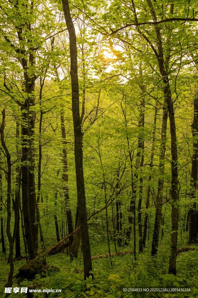 阳光洒落的茂密森林