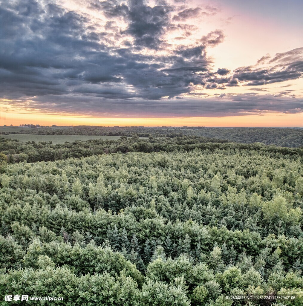日落时分的广袤森林