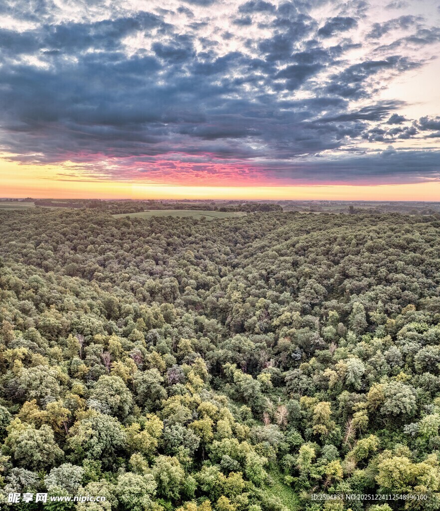 日落时分的广袤森林景观
