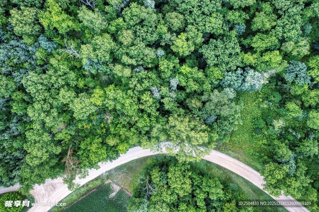 空中俯瞰葱郁林间小道